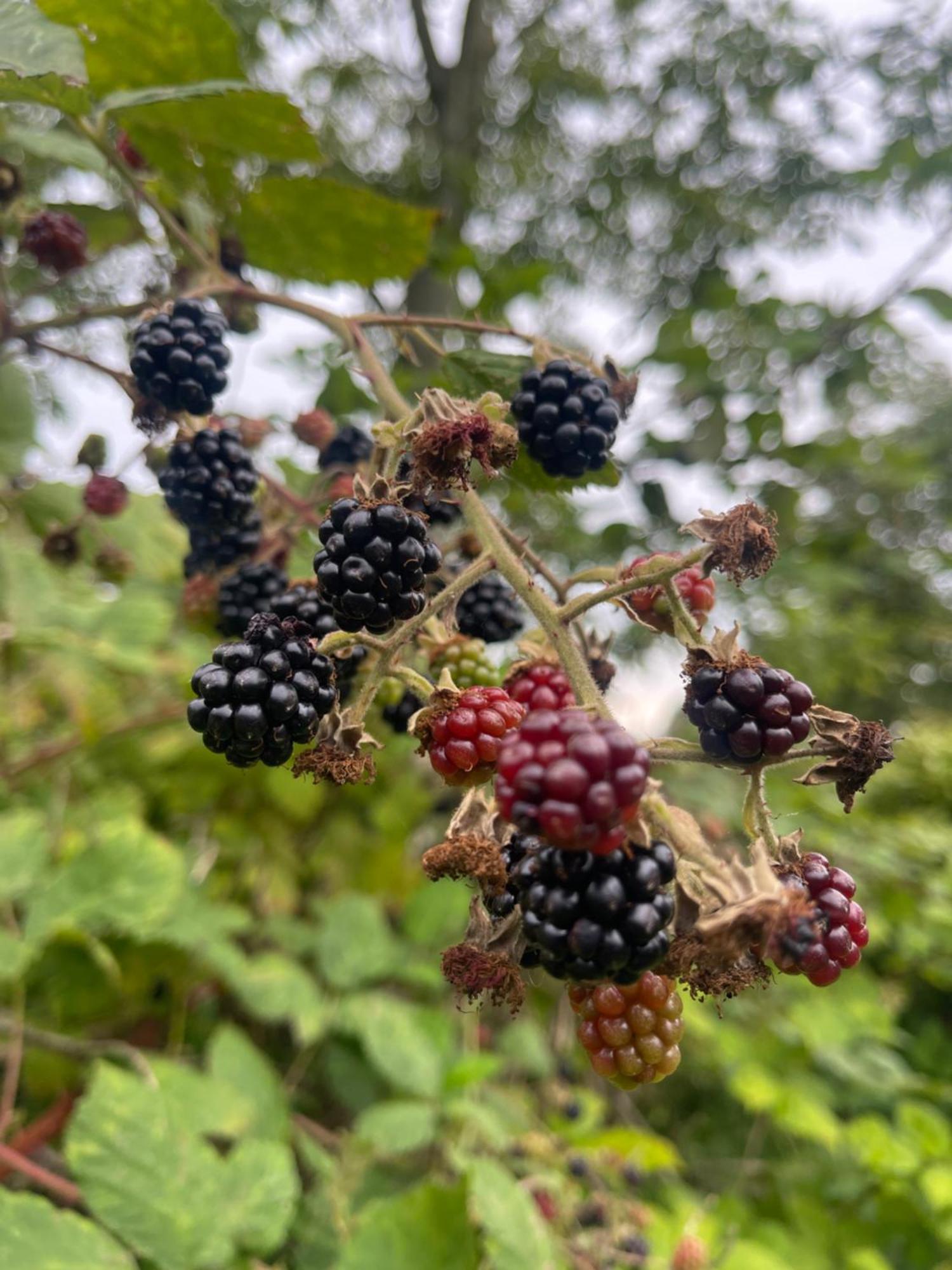 Blackberryhouse Ærøskøbing Eksteriør billede